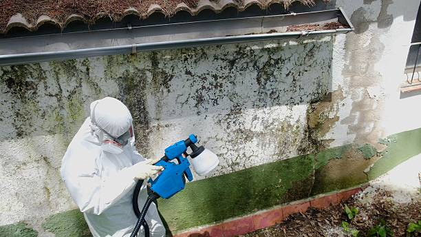 Top rated local Mold Remediation specialists in South Creek, WA